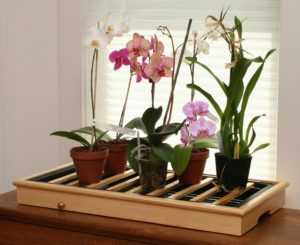 Комнатные растения уход в домашних условиях орхидея