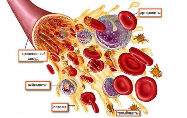 Норма лейкоцитов и эритроцитов в крови